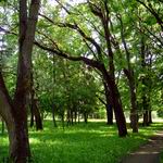 Ботанический сад | Парки и скверы | Витебск - достопримечательности